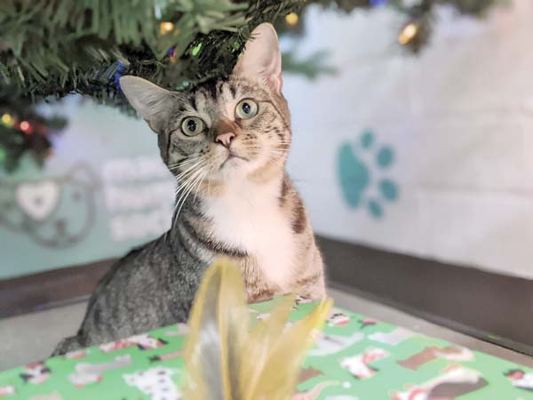 Pet of the Week